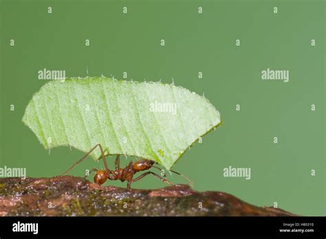 Leafcutter Ant Atta Sp Carrying Leaf Costa Rica Stock Photo Alamy