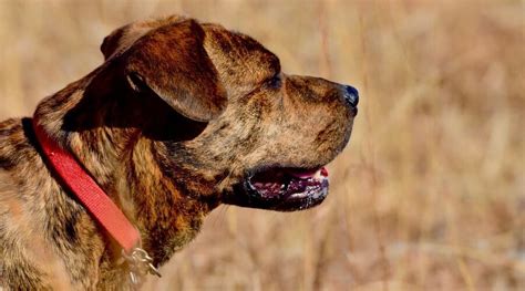 Mountain Cur Dog Breed Information Facts Traits Puppy Prices And More