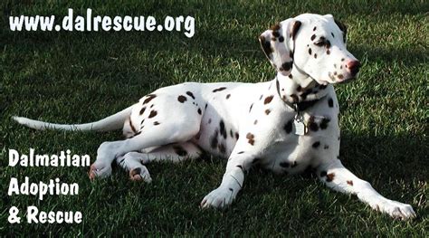 Dalmatian Adoption And Rescue