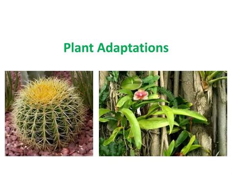Ppt Plant Adaptations Powerpoint Presentation Free Download Id1919011