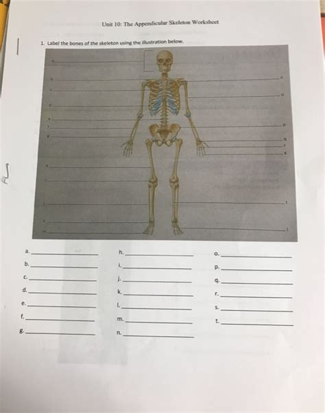 Solved Unit The Appendicular Skeleton Worksheet Label Chegg Com