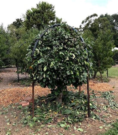 Very old espalier fruit trees can be found growing on old brick and plaster walls in gardens in france. I like to keep the Nashi Pear tree pruned to quite a small ...