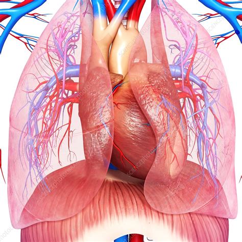 Chest Anatomy Artwork Stock Image F0060881 Science Photo Library