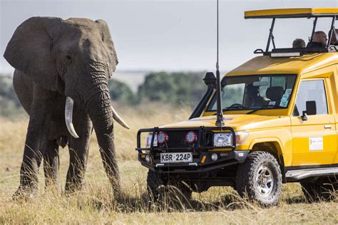 African Safari Trips What To Know Before Going On Your First Safari
