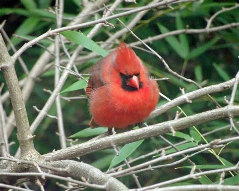 Ohios State Bird I Saw This Cardinal Through A Window Of Flickr