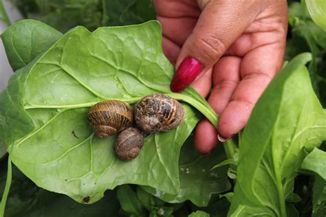 Ver más ideas sobre caracoles, conchas, conchas marinas. Caracoles: propiedades cosméticas y nutritivas | Comisión ...