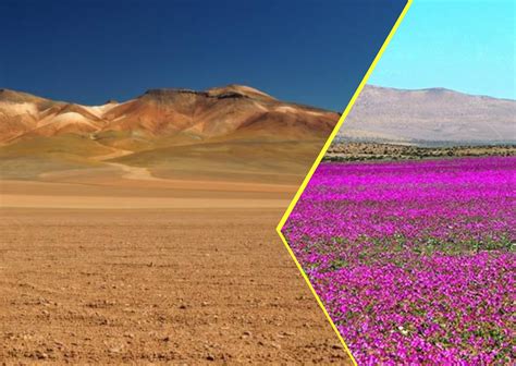 Hype Abis Gurun Atacama Pernah Gak Hujan Selama Tahun Bikin Gagal Paham