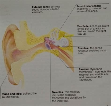 How To Care Of The Ear Simple Guide