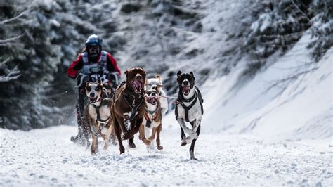 Wallpaper Winter Season Land Vehicle Animal Sports Dog Like