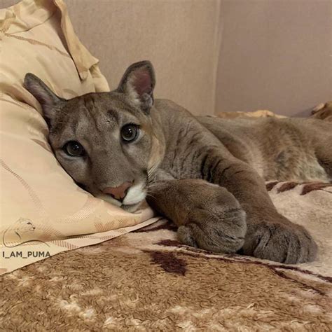 Puma Rescued From A Contact Type Zoo Cant Be Released