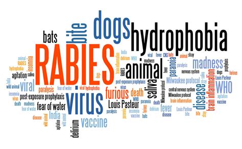 Why Is Rabies Disease Important
