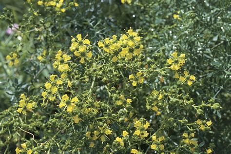 How To Grow And Care For Rue Flowers