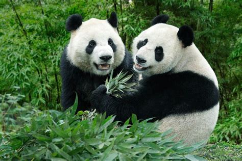 Giant Pandas Arrive At Singapore Zoo Attractions Article By