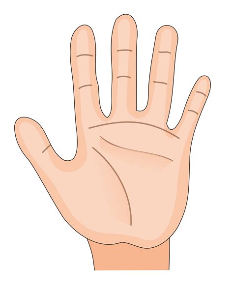 Palm Of Hand Clipart 10 Free Cliparts Download Images On Clipground 2024