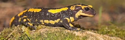 Help Us Save Fire Salamanders From Extinction In The Netherands