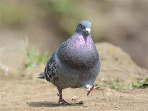 Twitter Cute Pigeon Pigeon Pictures Pet Pigeon