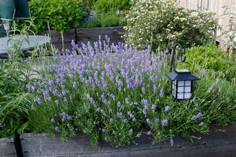 Growing Lavender Bonnie Plants