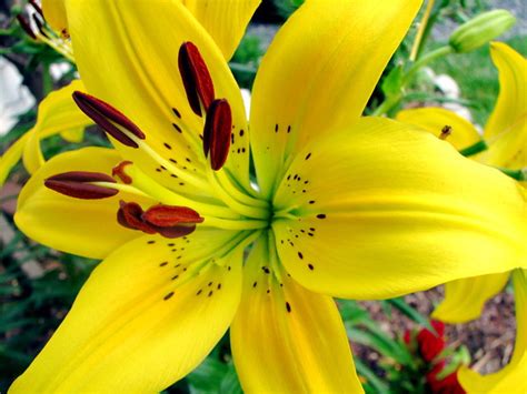 Yellow Tiger Lily Flickr Photo Sharing