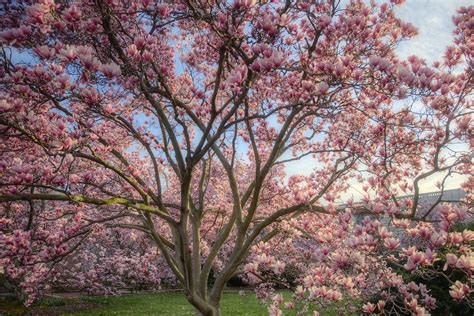 Magnolia Tree Smithsonian Gardens