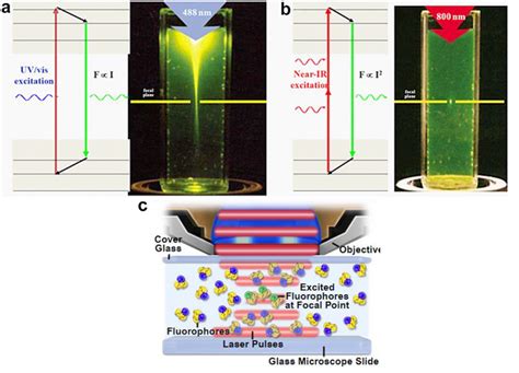 Two Photon And Three Photon Microscopy Techniques For In Vivo Imaging