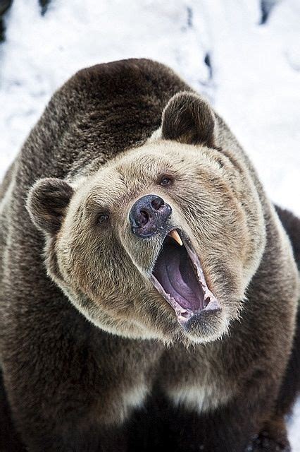 43 Best Bear Head Images On Pinterest Grizzly Bears Brown Bears And