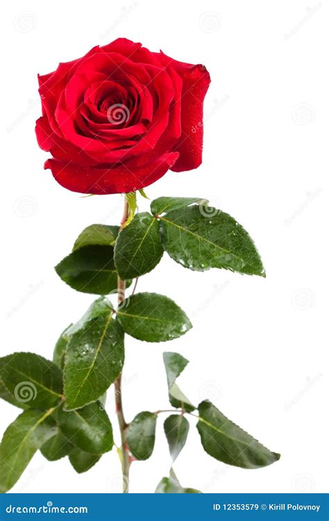 Red Rose Isolated Stock Image Image Of Bouquet T 12353579