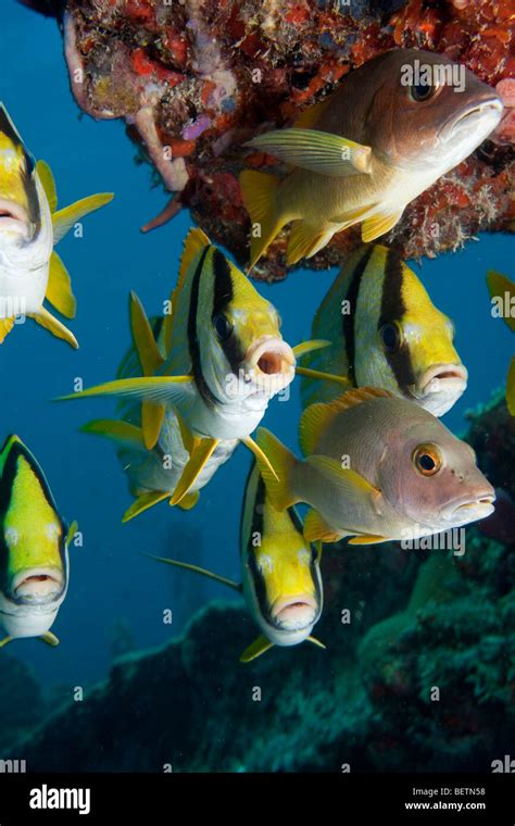 Porkfish In Bow Of Shipwreck Stock Photo Alamy