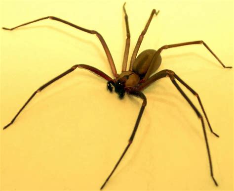 Brown Recluse Spider Control Pest Tips