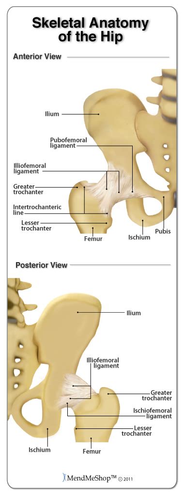 Anatomy Of The Hip Joint