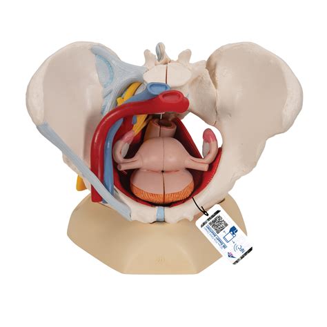 It is usually divided into two separate anatomic regions: Anatomical Teaching Models | Plastic Human Pelvic Models ...