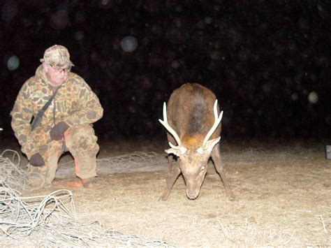 Maryland Sika Deer