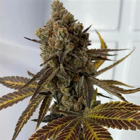 Stardawg Feminized Seeds The Seed Connect