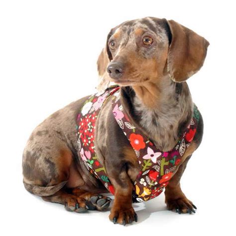 Dachshund Collar Or Harness Petsidi