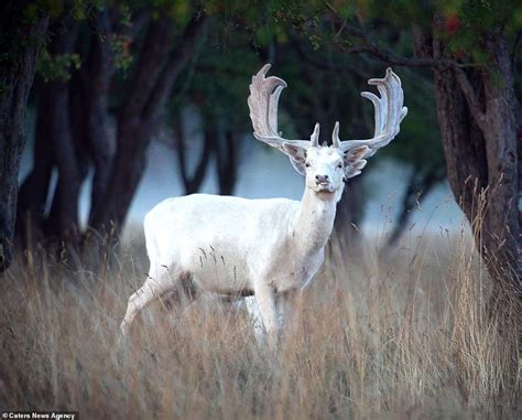 Moment Fairy Tale Like White Deer Poses Majestically In