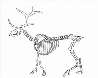 Skeleton Animal Reindeer Skeletons Skull Drawing Elk