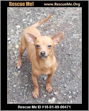 Click here to view dogs in oregon for adoption. Oregon Chihuahua Rescue ― ADOPTIONS ― RescueMe.Org