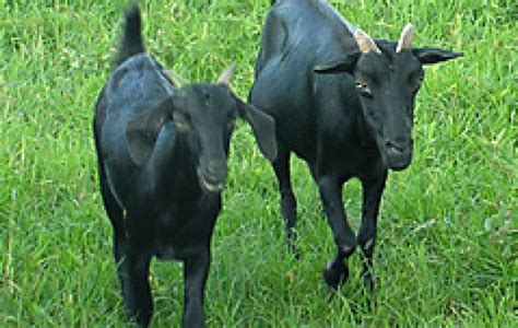 Black Bengal Goat Best Goat Breed For Farming Pakistans First Online