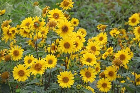 Top 13 Perennial Sunflower Varieties And Growing Guide