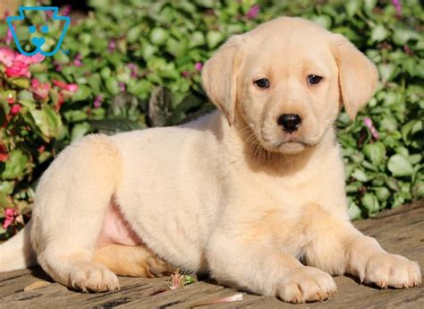 Short Haired Golden Lab