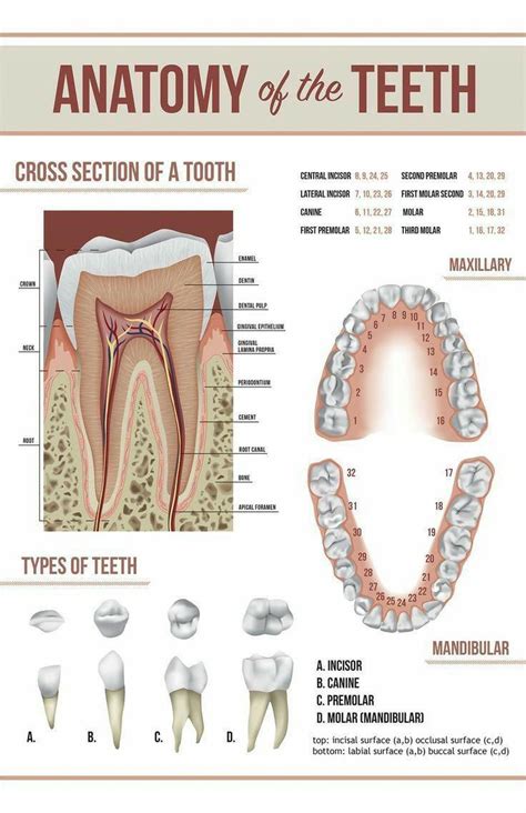 Ever Wondered Whats Behind The White Surface Of Your Teeth Do You