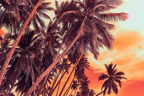 Tropical Coconut Palm Trees On The Ocean Beach During Sunset Stock