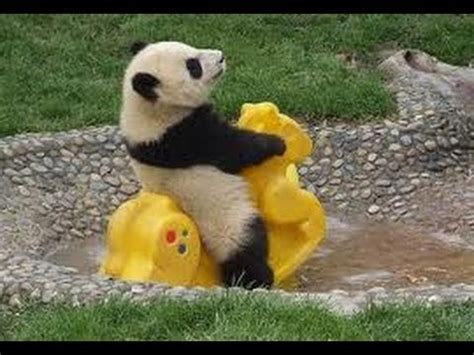 Here are pictures of baby pandas that will make your day brighter. So Cute! Baby Panda Playing (1) - YouTube
