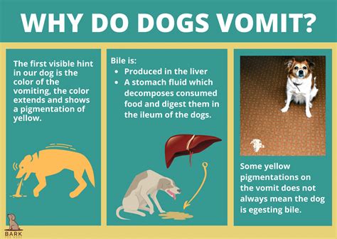 Ultimate Guide To Understanding Yellow Puke In Dogs Bark For More