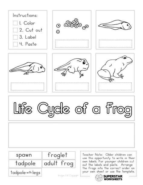 Lifecycle Of A Frog Worksheets