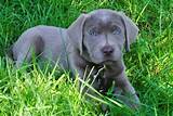 Images of Silver Retriever Puppies For Sale