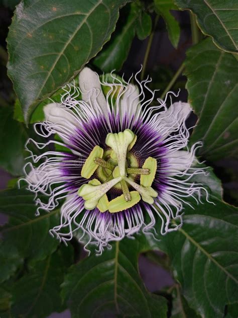 Open Passion Flower Between Leaves Of The Plant Stock Photo Image Of