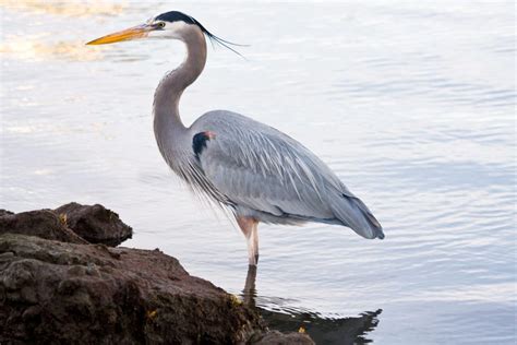 11 Types Of Herons Found In Virginia Nature Blog Network