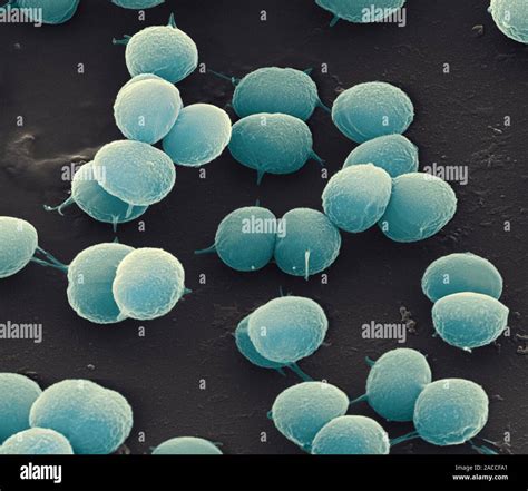 Bacillus Coagulans Coloured Scanning Electron Micrograph Sem