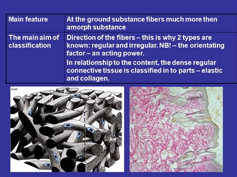 The Histology Of The Fibrouse Connective Tissue The