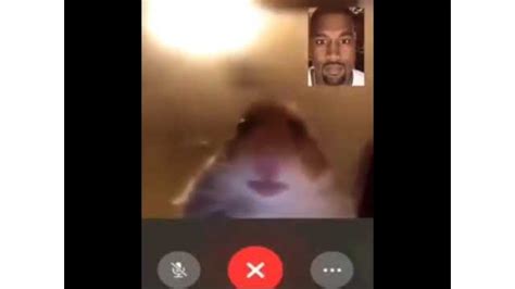 Best Memes Hamster Facetime Kanye West Freememeskids Vol5 Tynker